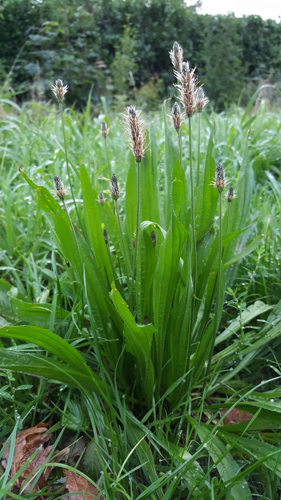Smalle weegbree