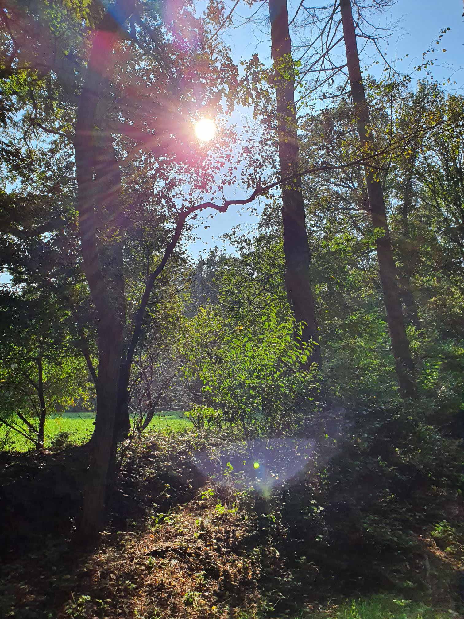 Foto-magische-bomenwandeling_verkleind