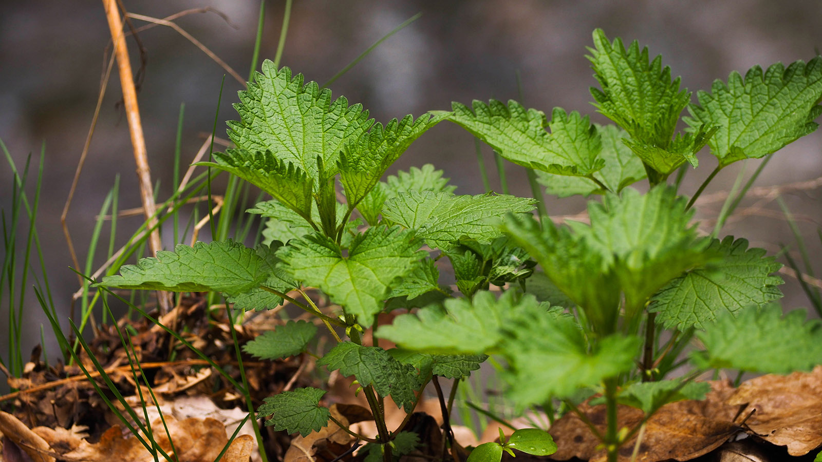 brandnetel-onkruid-of-wonderplant-1-901406856
